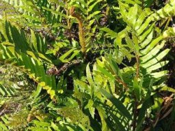 Blechnum capense living it up